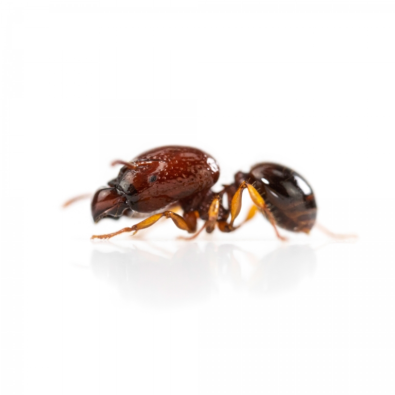 Acanthomyrmex thailandensis